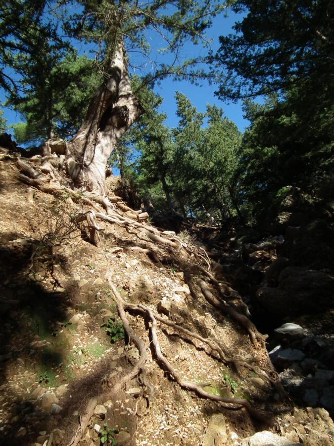 Echo Traditional House - Ηχώ Παραδοσιακό Σπίτι Émbonas エクステリア 写真